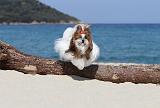 SHIH TZU 054